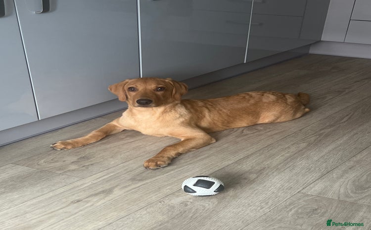 Labrador Retriever dogs - Advert 1