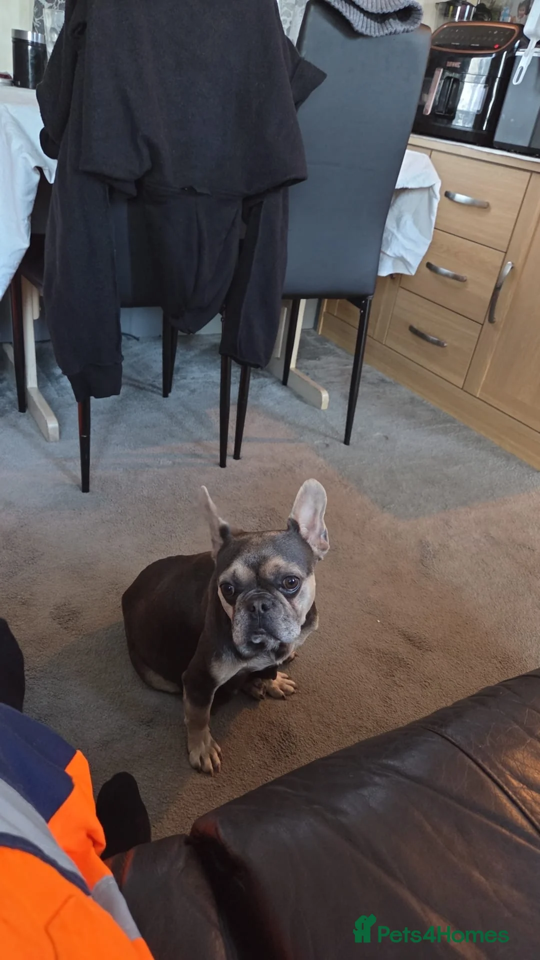 French Bulldog dogs for sale: French bulldog  - Advert 2