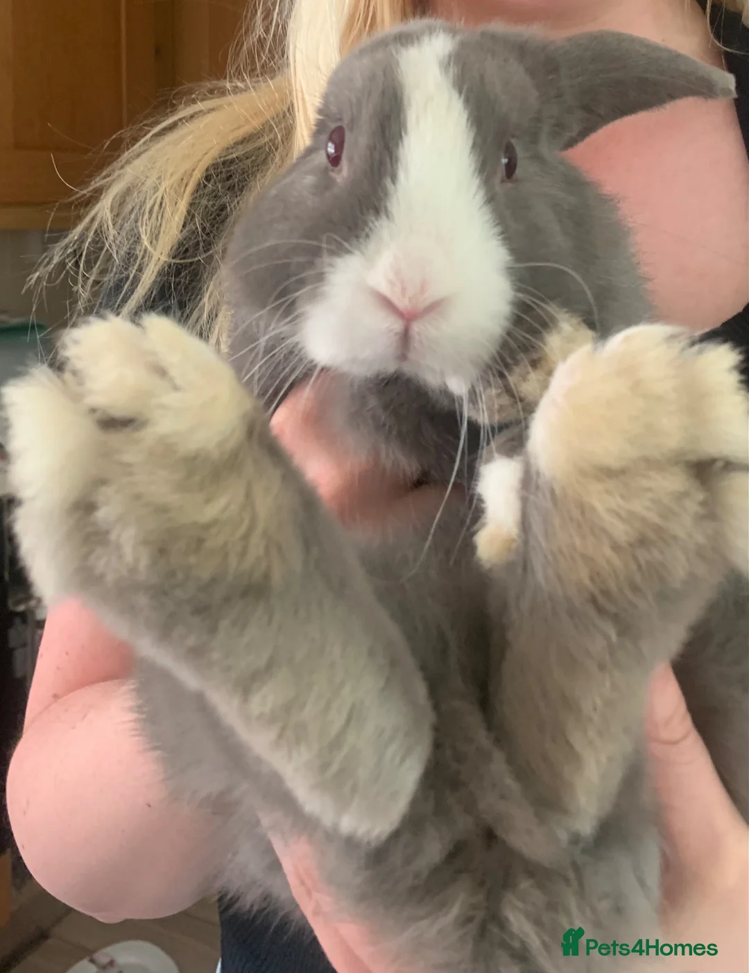 Mini Lop rabbits for sale: Mini lops - Baby’s  - Advert 2