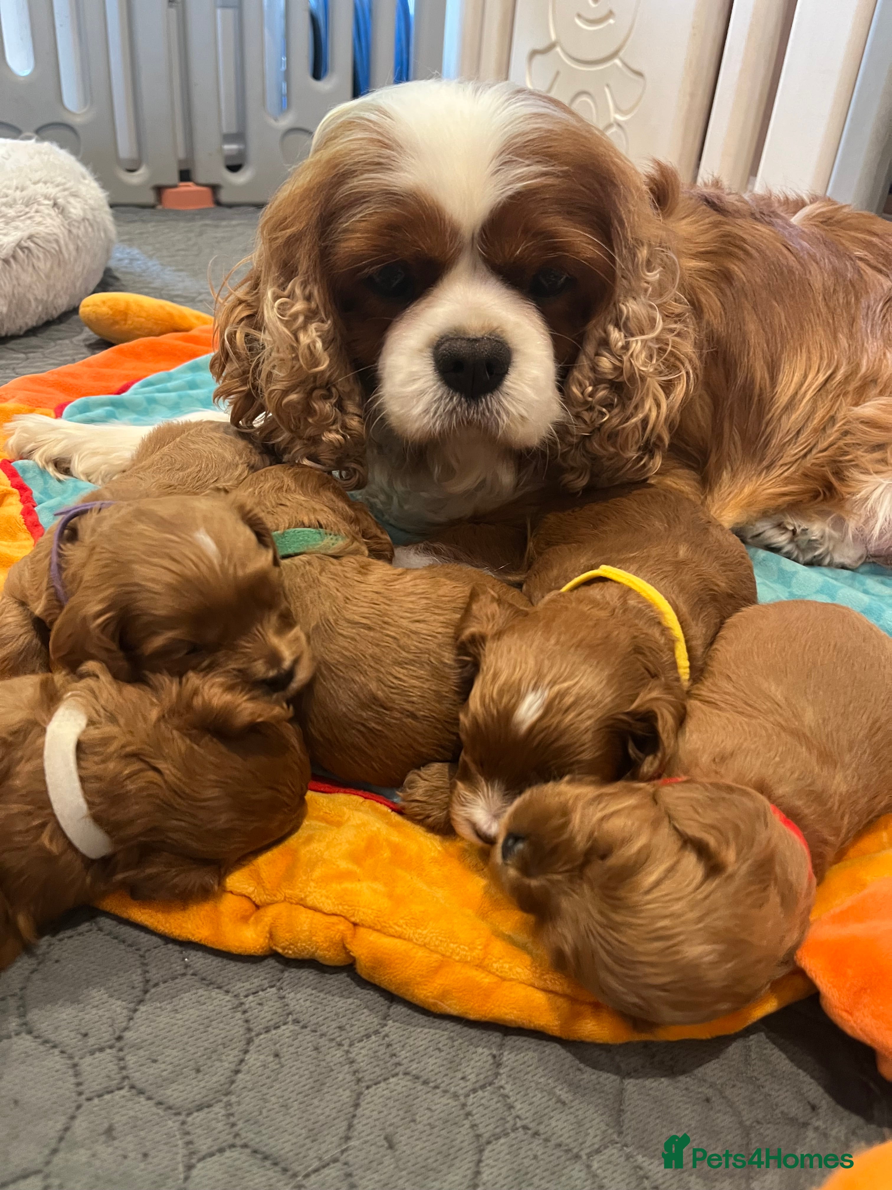 Cavapoo dogs Merlesque 5⭐️⭐️⭐️⭐️⭐️F1 Cavapoos DNA Heart tests  - Advert 6