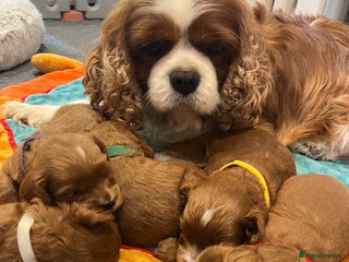 Cavapoo dogs Merlesque 5⭐️⭐️⭐️⭐️⭐️F1 Cavapoos DNA Heart tests - Advert 13