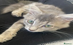 British Longhair cats for sale: Beautiful grey kitten  - Image 5