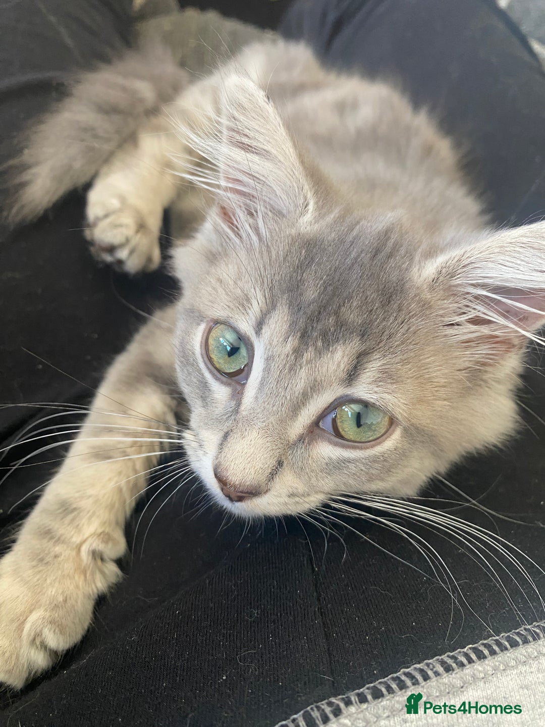 British Longhair cats for sale: Beautiful grey kitten  - Image 5