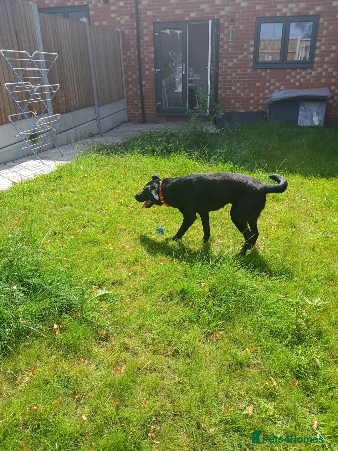 Labrador Retriever dogs for sale: Labrador - Advert 3