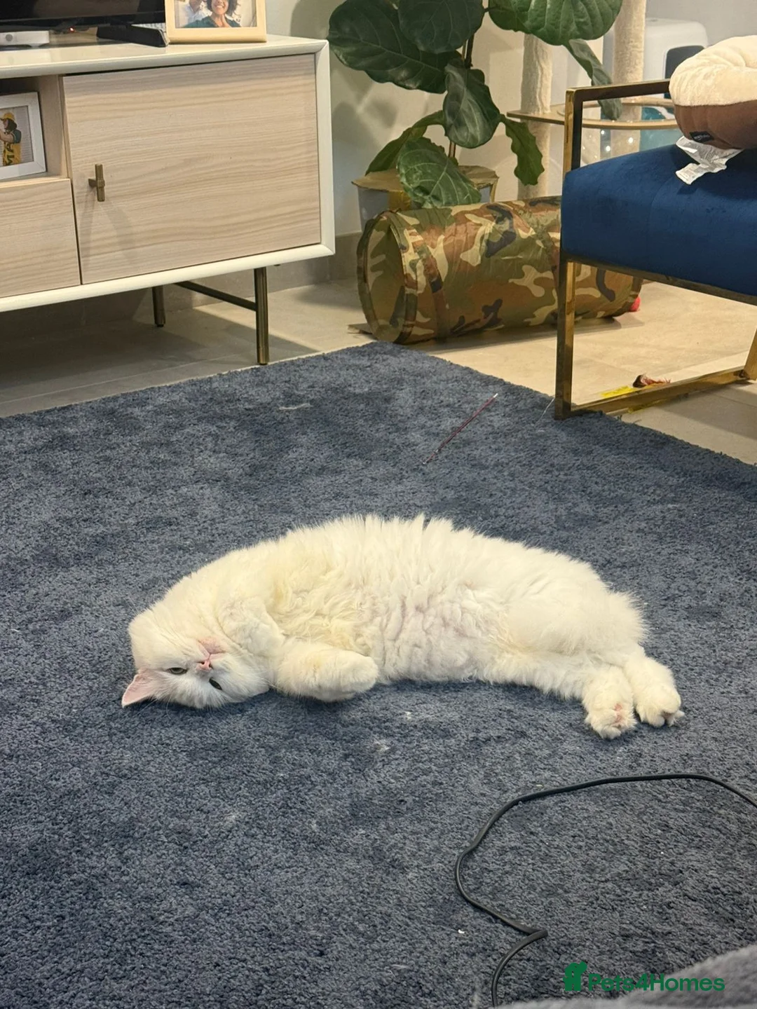 Mixed Breed cats for adoption: MYKO- MIX PERSIAN INDOOR HEALTHY NEUTERED BOY CALM - Advert 8