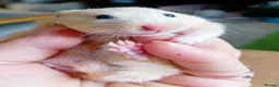 Hamster rodents for sale: 5weeks❤SYRIAN HAMSTER❤ - Advert 1
