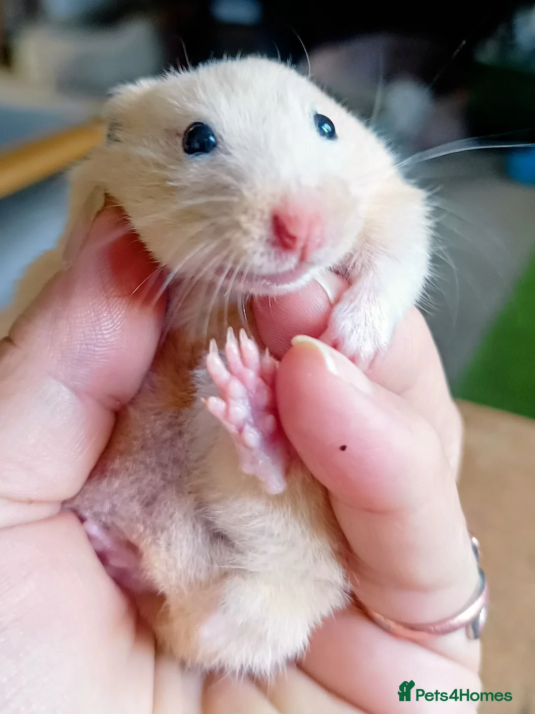 Hamster rodents for sale: 5weeks❤SYRIAN HAMSTER❤ - Advert 1