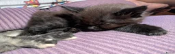 Ragcoon cats for sale: Stunning Ragcoon girl, Maine coon Dad Ragdoll Mum - Advert 8