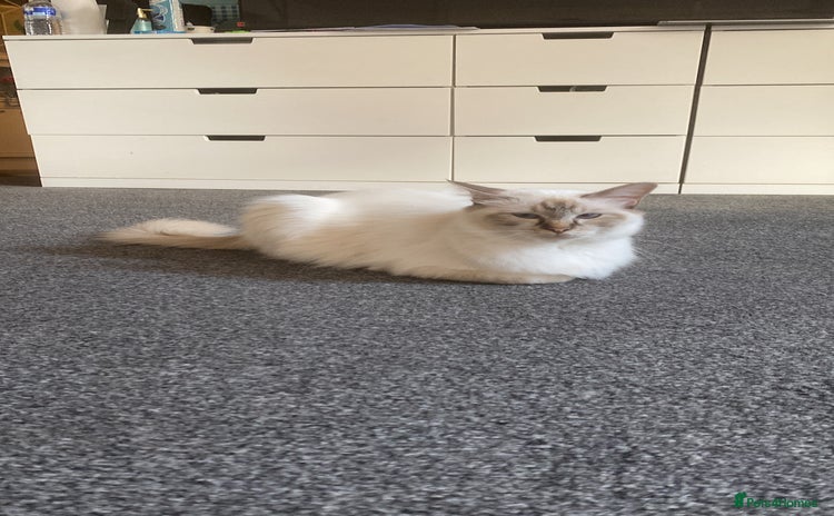 Birman cats - Advert 2