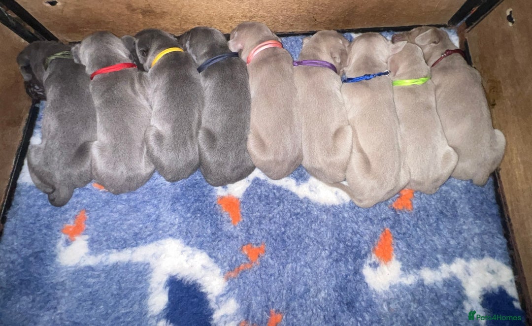 Weimaraner dogs for sale: Kc registered Weimaraner pups  - Advert 1