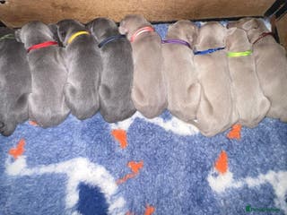 Weimaraner dogs Kc registered Weimaraner pups - Advert 5