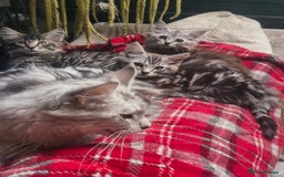 Maine Coon cats for sale: Maincoon cross Ragdoll kittens  - Image 1
