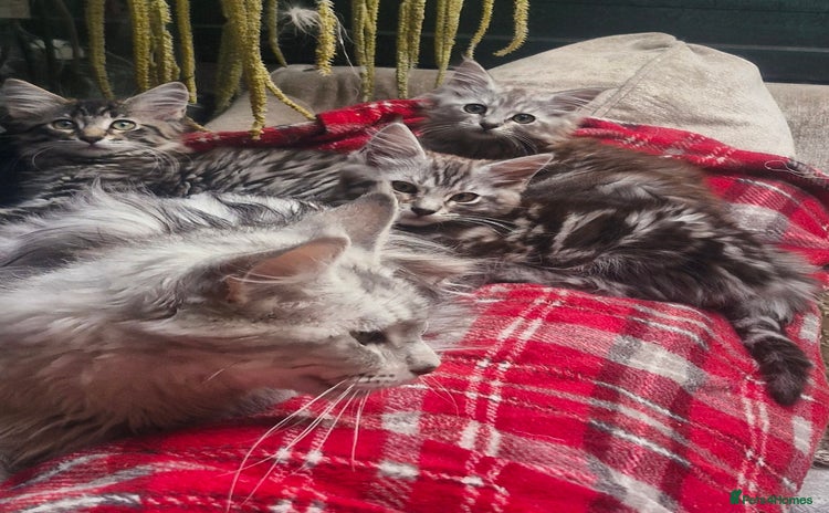 Maine Coon cats - Advert 13
