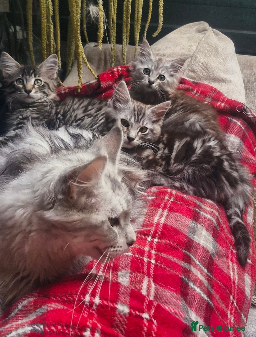 Maine Coon cats for sale: Maincoon cross Ragdoll kittens  - Image 1