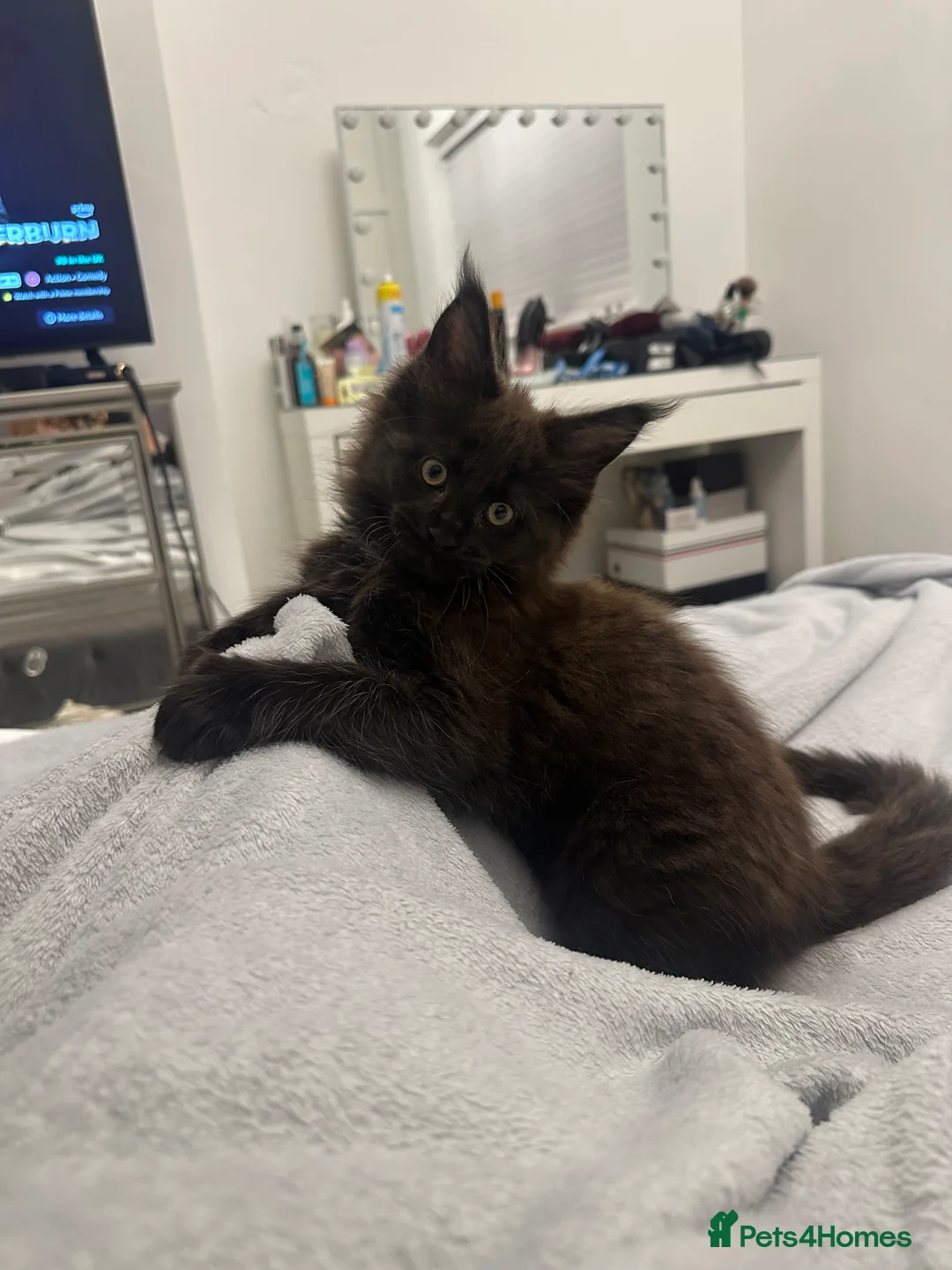 Maine Coon cats for sale: Maincoon kitten - Advert 5