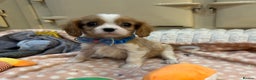 Cavalier King Charles Spaniel dogs for sale: Cavalier King Charles Spaniel Puppies - Advert 10