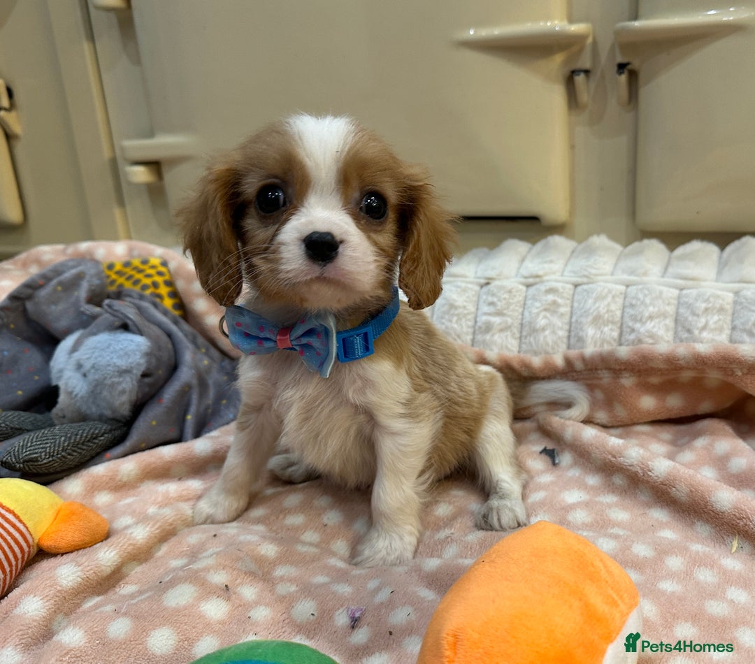 Cavalier King Charles Spaniel dogs for sale: Cavalier King Charles Spaniel Puppies - Advert 10