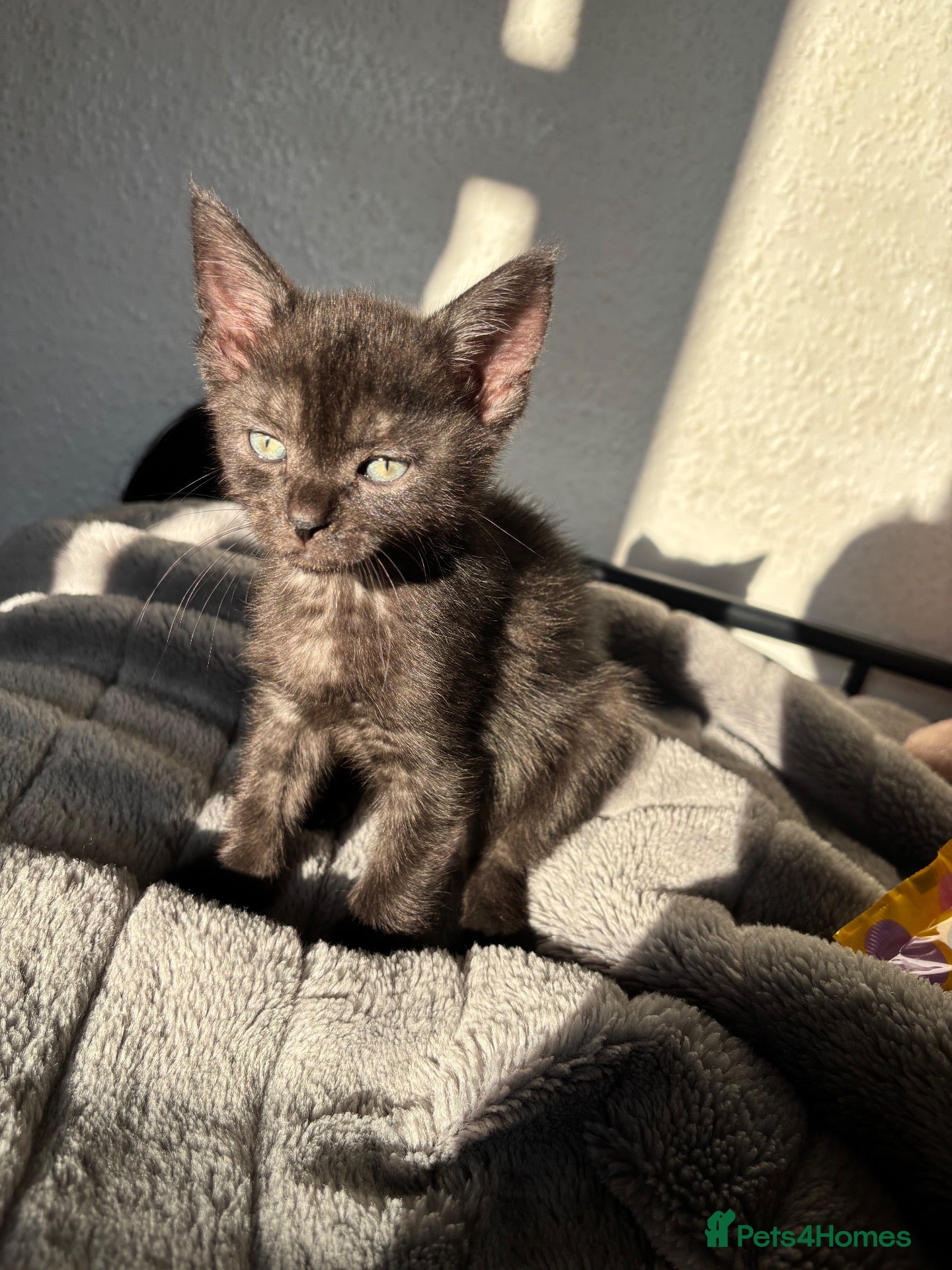 Mixed Breed cats Male cat  - Advert 5