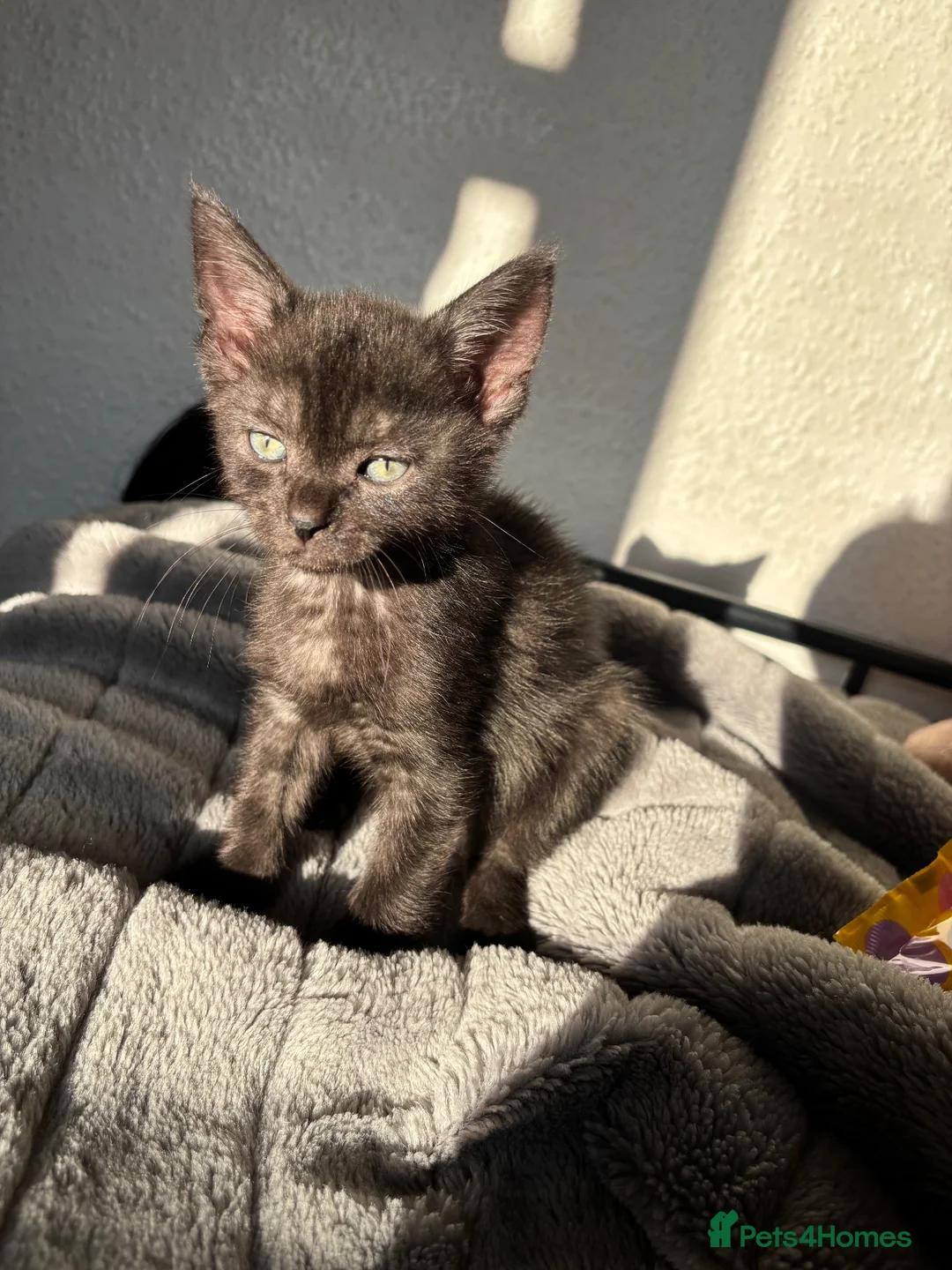 Mixed Breed cats for sale: Male cat  in Brighton - Advert 1