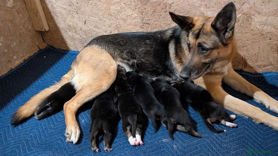 German Shepherd dogs Meet the German Shepherd Puppy Of Your Choice - Advert 1