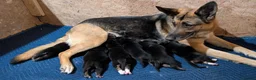 German Shepherd dogs for sale: Meet the German Shepherd Puppy Of Your Choice in Norwich - Advert 1