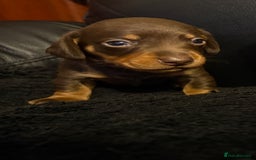 Miniature Dachshund dogs for sale: Stunning little boys - Image 11