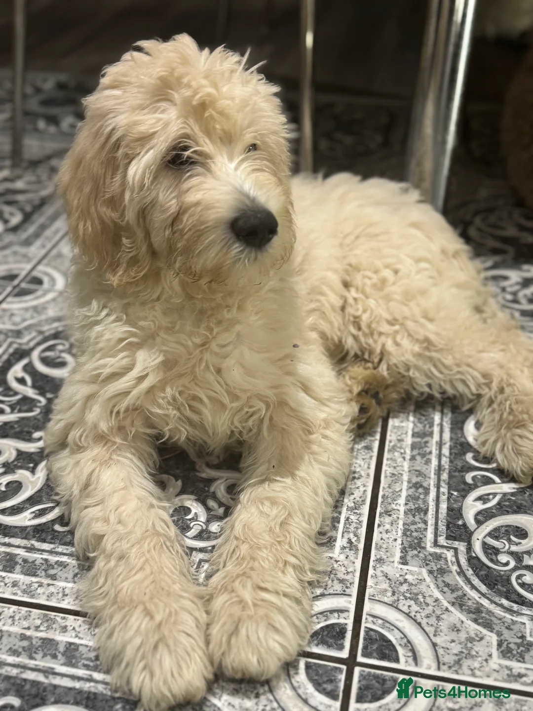 Goldendoodle dogs for sale: Golden doodle F1B stunning puppies  - Advert 15
