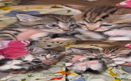 Mixed Breed cats for sale: British Blue Tabby X DSH Kittens For Sale - Image 4