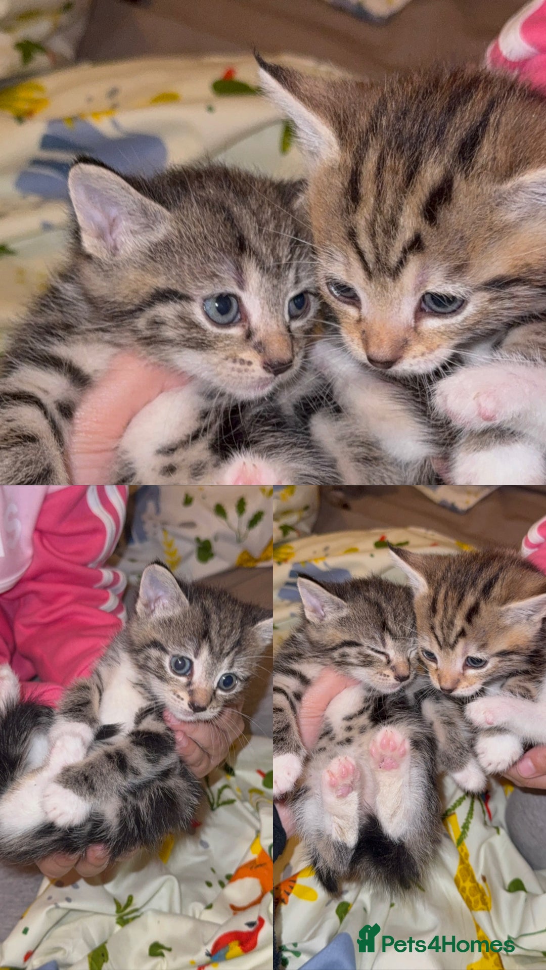 Mixed Breed cats for sale: British Blue Tabby X DSH Kittens For Sale - Image 4
