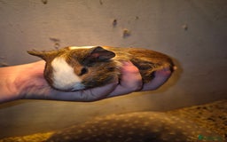Guinea Pig rodents for sale: Sows and Boars available, can deliver x - Image 2