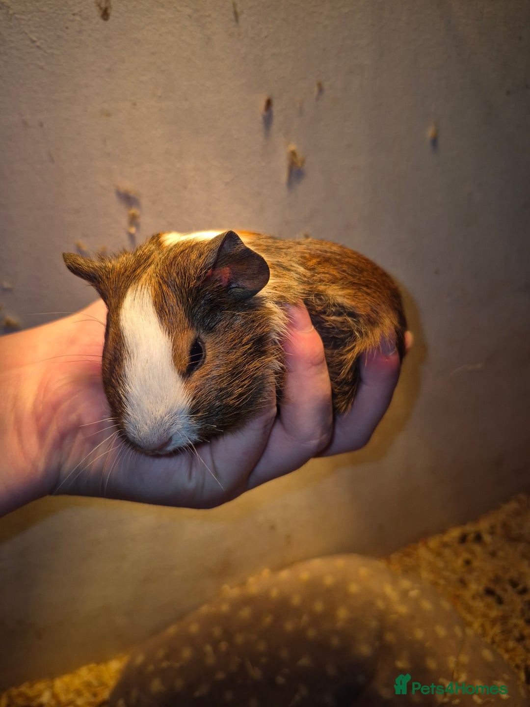 Guinea Pig rodents for sale: Sows and Boars available, can deliver x - Image 2