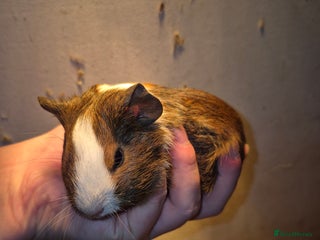 Guinea Pig rodents Sows and Boars available, can deliver x - Advert 9