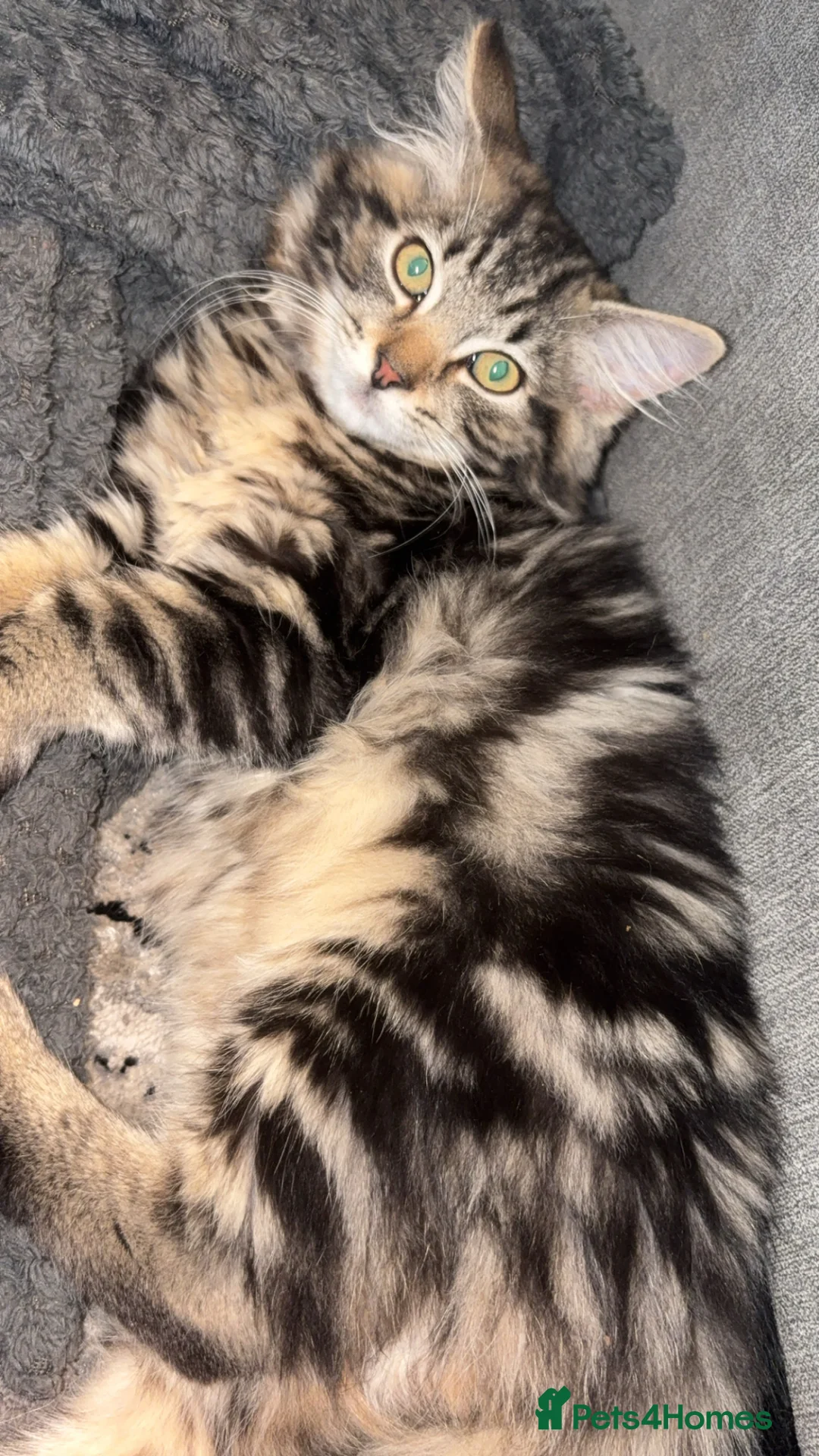 Mixed Breed cats for sale: Siberian x Ragdoll - Advert 1