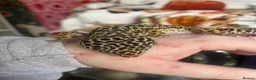 Gecko reptiles for sale: Leopard gecko  - Advert 2