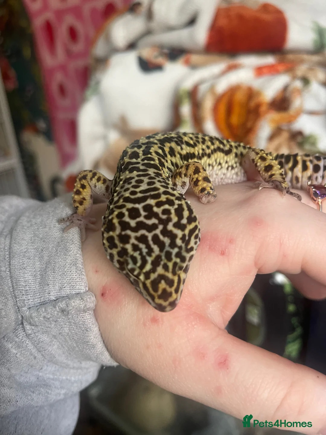 Gecko reptiles for sale: Leopard gecko  - Advert 2