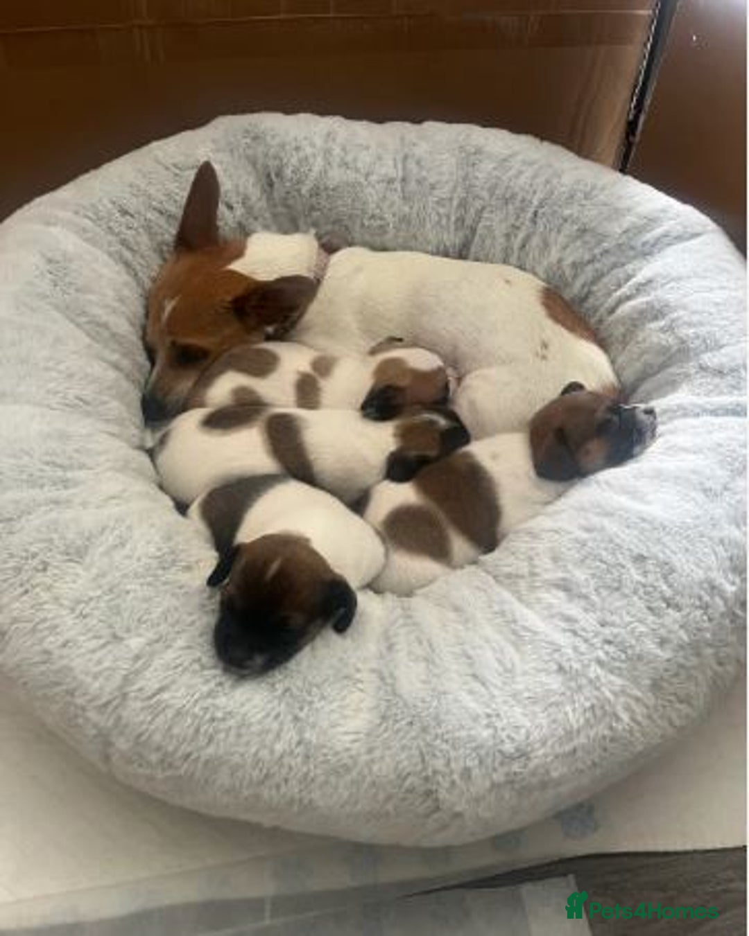 Chihuahua dogs for sale: Adorable Chihuahua Pups Looking for Loving Homes - Image 2