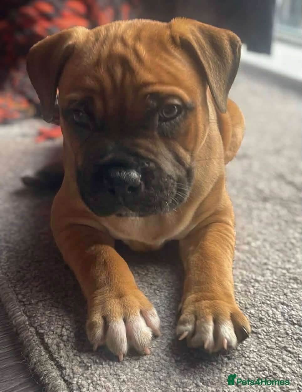 Staffordshire Bull Terrier dogs Beautiful chunky red staffys  - Advert 22