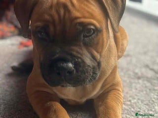 Staffordshire Bull Terrier dogs Beautiful chunky red staffys - Advert 22