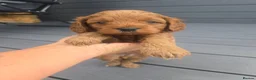 Cavapoo dogs for sale: ⭐️ F1 red toy Cavapoo puppies ⭐️ - Advert 10
