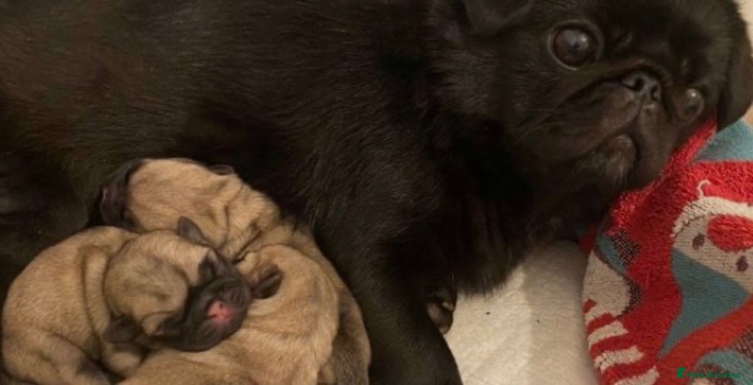 Pug dogs for sale: Pedigree Pug Pups  - Advert 1