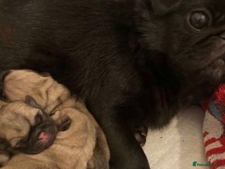 Pug dogs Pedigree Pug Pups - Advert 5