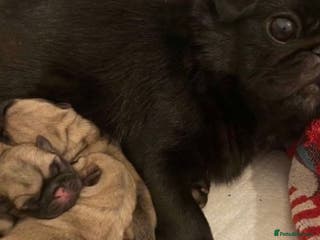 Pug dogs Pedigree Pug Pups - Advert 6