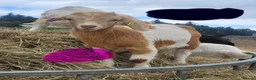 Goats livestock for sale: Goat kids looking for new homes in Matlock - Advert 2