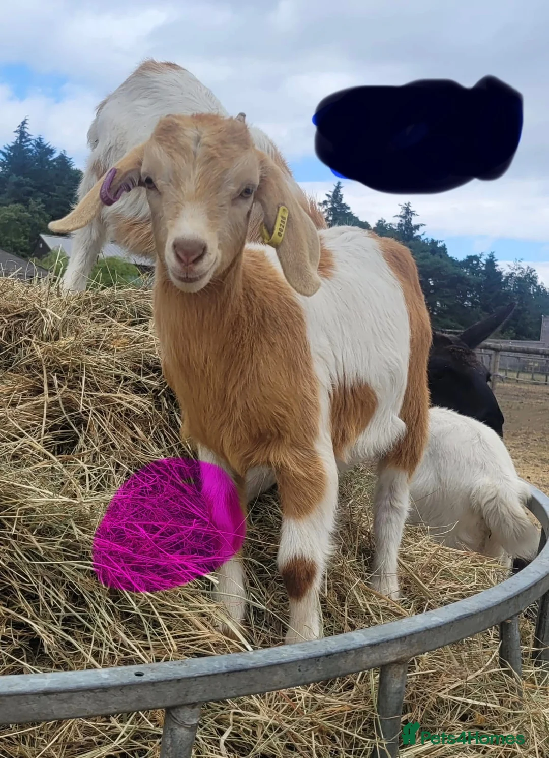 Goats livestock for sale: Goat kids looking for new homes in Matlock - Advert 2