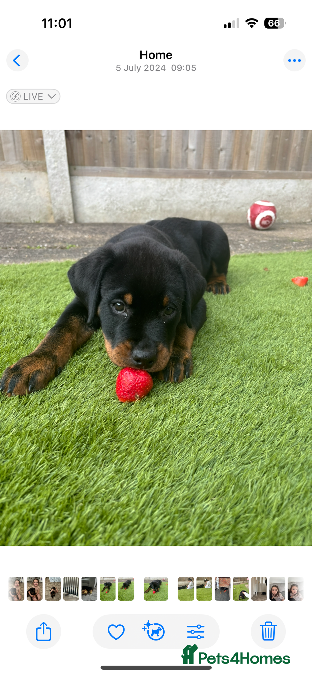 Rottweiler dogs for sale: Bear 2 year old Rottweiler  - Advert 5