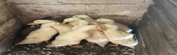 Ducks poultry for sale: Pekin Ducks - Advert 3