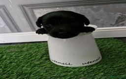 Jackapoo dogs for sale: Jackpot x gorgeous little puppies  - Image 4