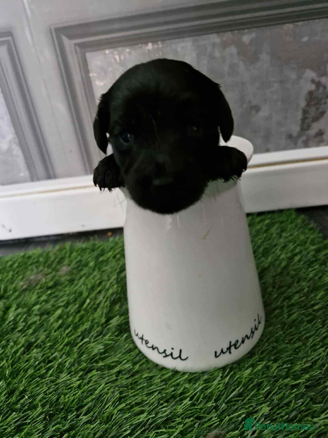 Jackapoo dogs for sale: Jackpot x gorgeous little puppies  - Image 4