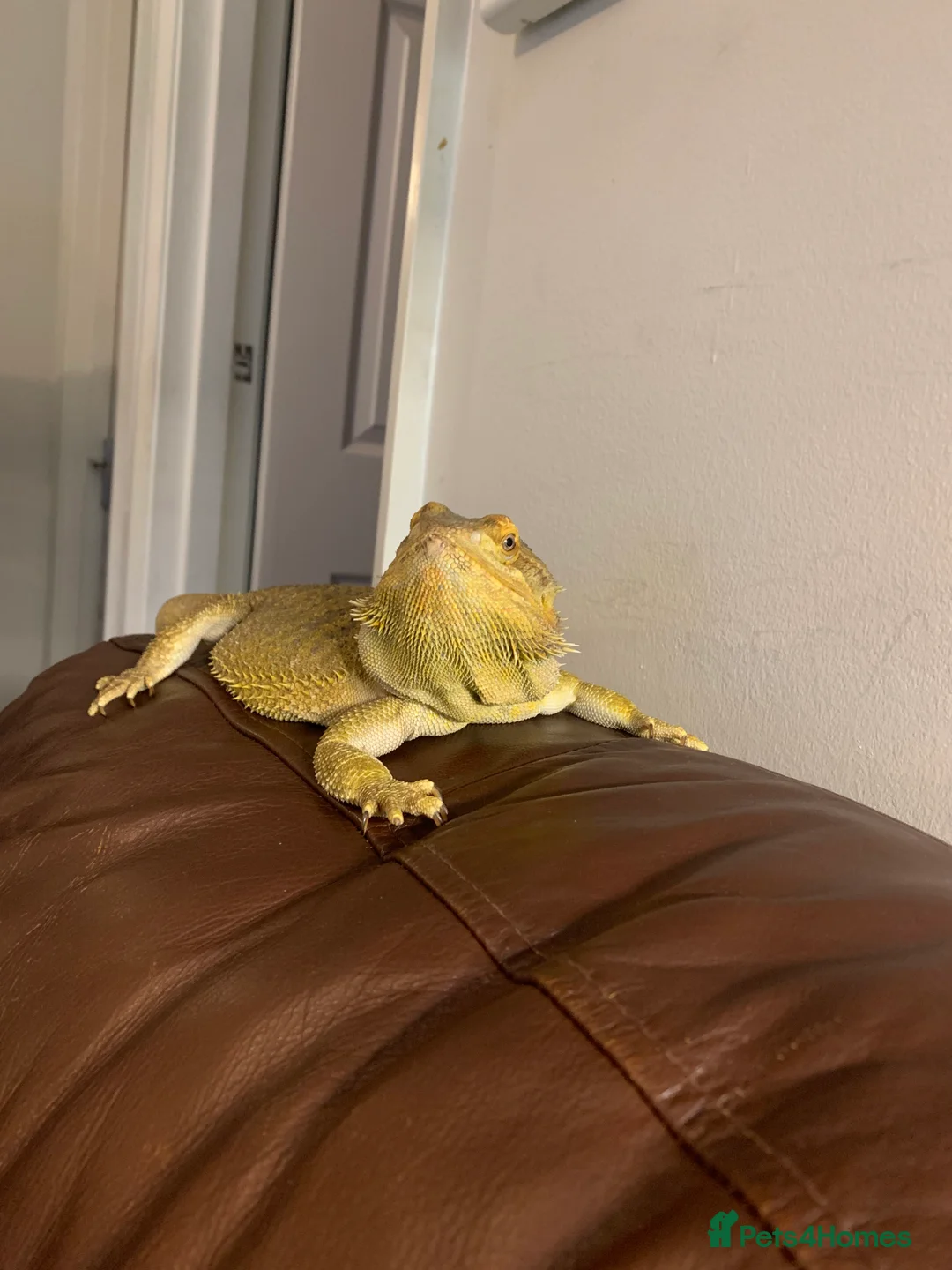 Bearded Dragon reptiles for sale: Adult Bearded dragon free to good home  in Cardiff - Advert 2