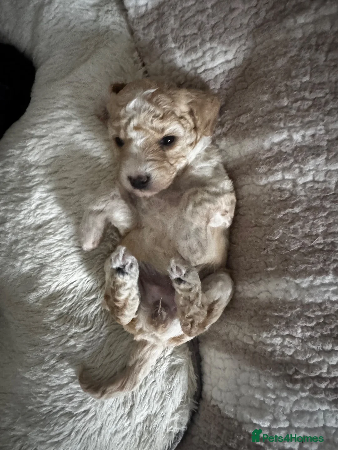 Cockapoo dogs for sale: 1 beautiful brown puppy available in Crewkerne - Advert 9
